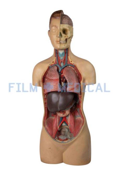 Anatomical Model of Male Torso On Teak Wood Base